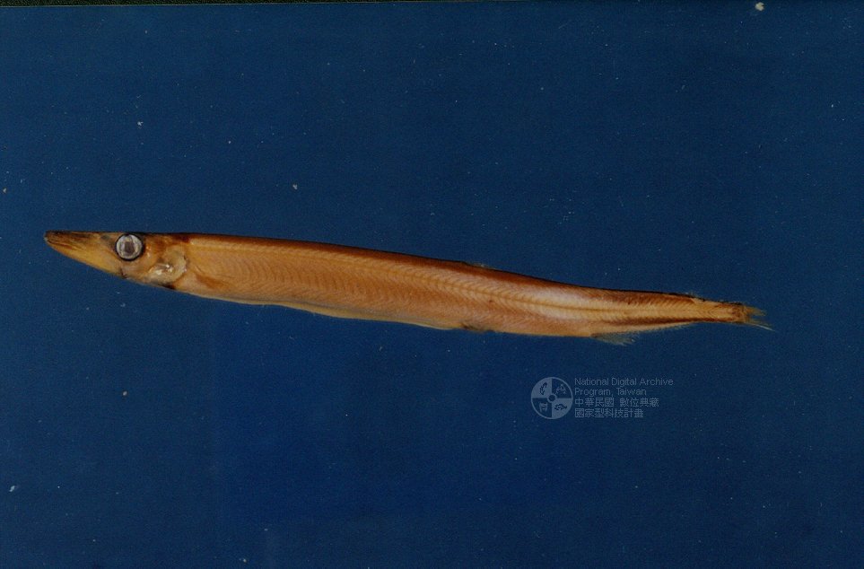  p>烛光鱼是 a href="#" data-lemmaid="1195405">硬骨鱼纲 /a>, a