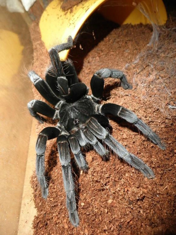 玻利维亚钢铁蓝蜘蛛