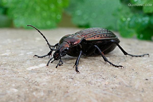  p>步甲(carabidae)属于昆虫纲 insecta 鞘翅目 col