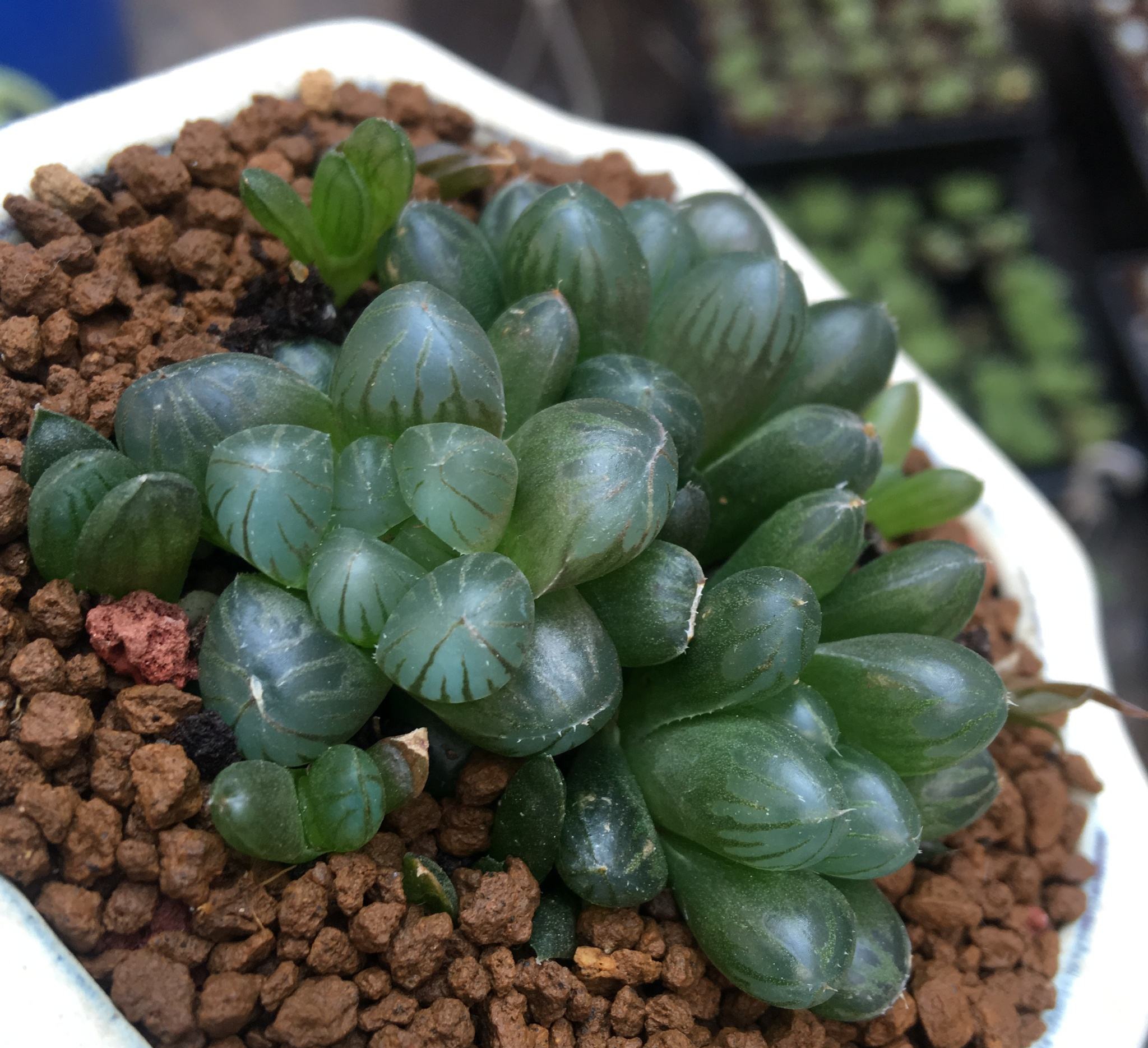  p>姬玉露(学名: i>haworthia cooperi  /i>var.  i>truncata /i> (h.