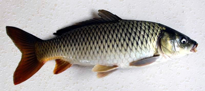  p>云南鲤,学名: i>cyprinus yunnanensis  /i>(t. l.