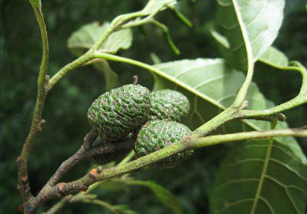 alnus henryi schneid.