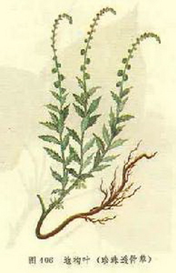 珍珠透骨草（大戟科地构叶属地构叶异名）_百度百科