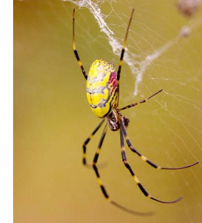 白尾蜘蛛