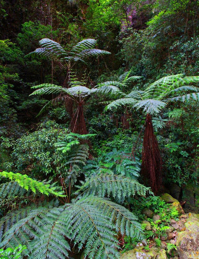 tryon),别名蛇木,是 a target="_blank" href="/item/桫椤科/1378944