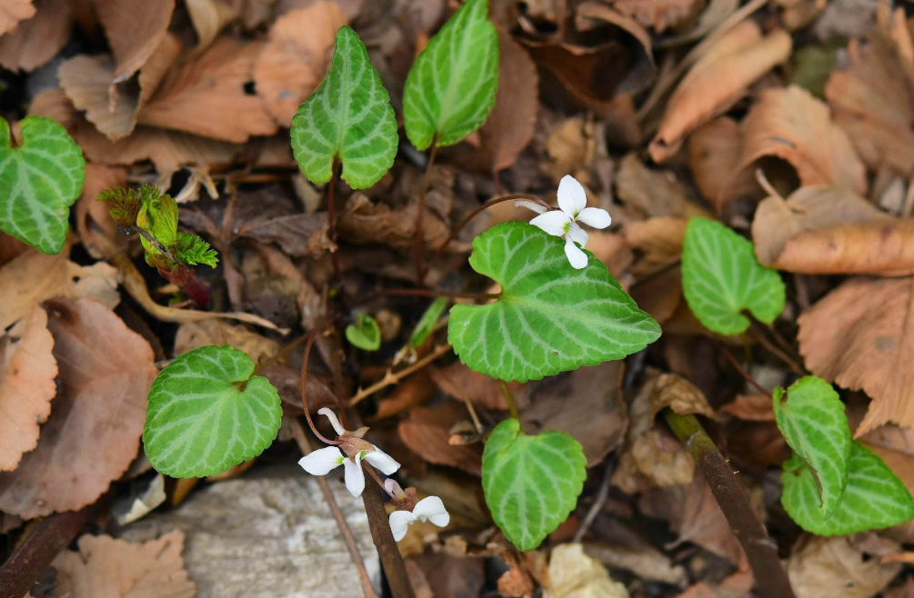 圆叶毛堇菜