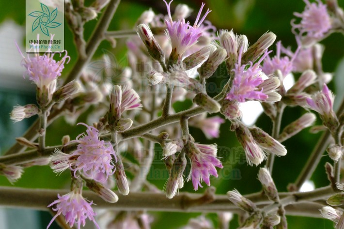  p>斑鸠菊属,约1000种,主产热带地区.