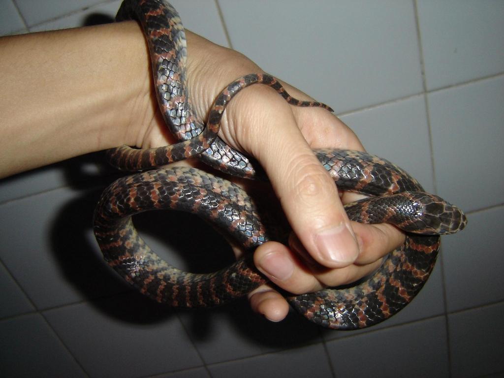 gloydius shedaoensis