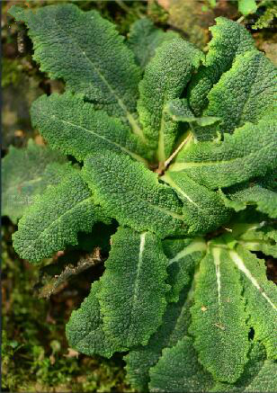 primula epilosa craib