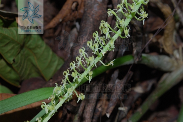  p>茎在最原始的种类中几乎消失,在大部种类中则细弱伸长,铺散地面;叶