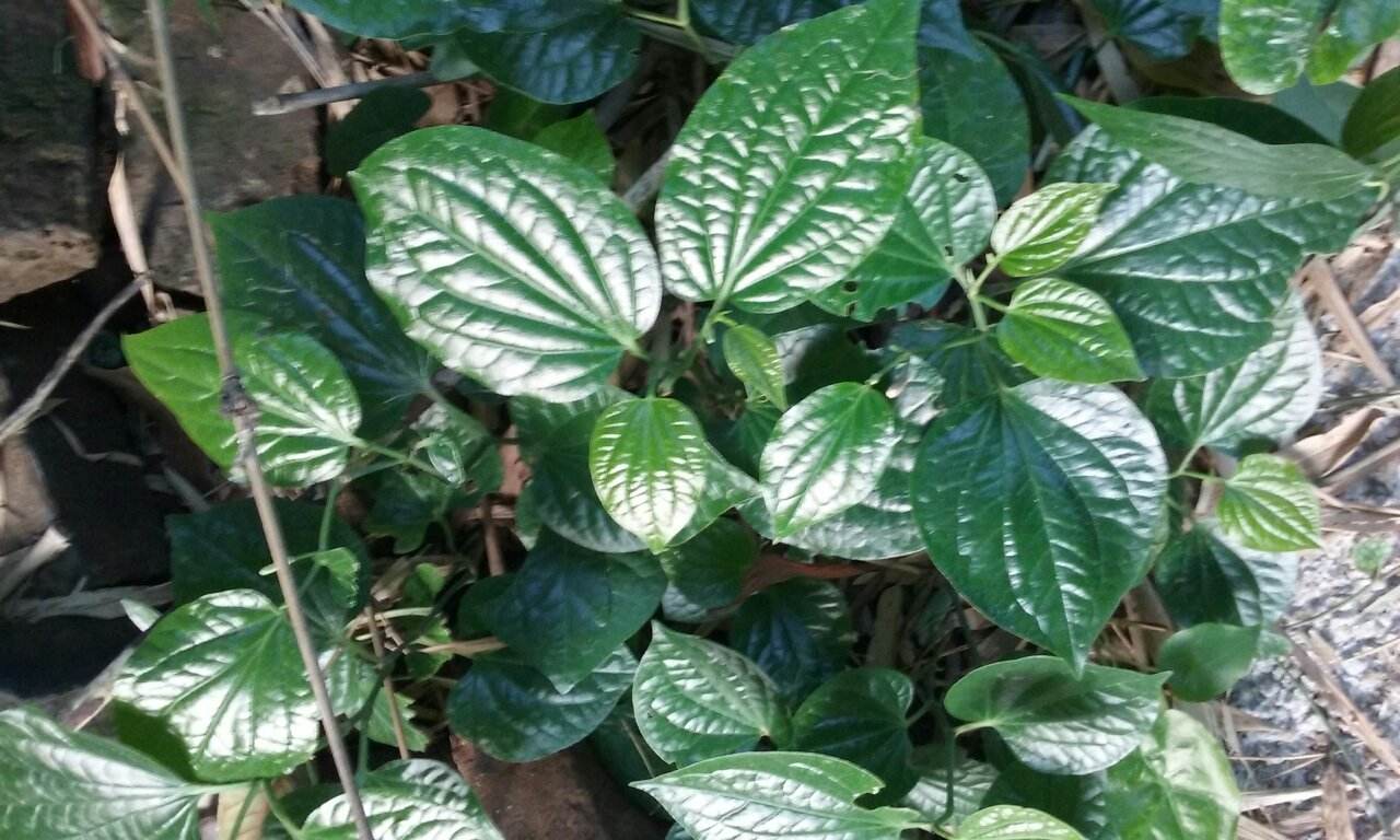  p>山冷水花(学名: i>pilea japonica /i> (maxim.) hand.-mazz.