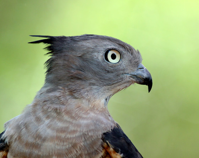  p>凤头鹃隼(学名: i>aviceda subcristata /i>):为鹰科鹃隼属的鸟 a