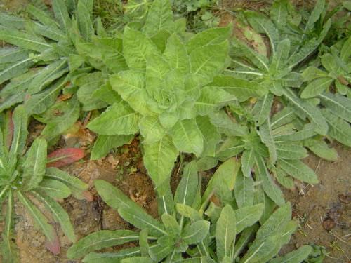  p> a href="#" data-lemmaid="2873452">小花山桃草 /a>,拉丁文名