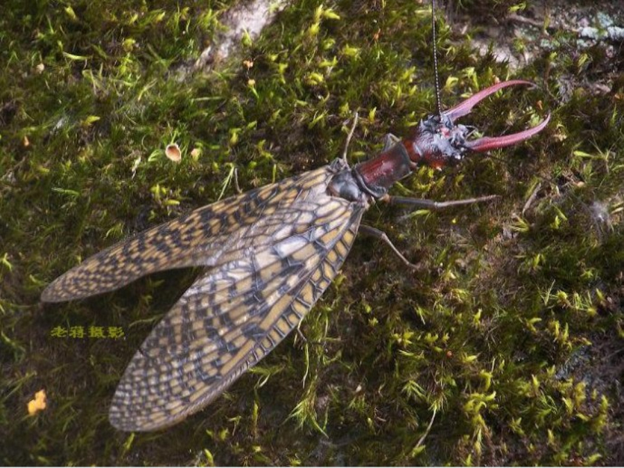 森林昆虫.其双钳力量很大,主要以毛虫,蠕虫,如蝴蝶,飞蛾等为  