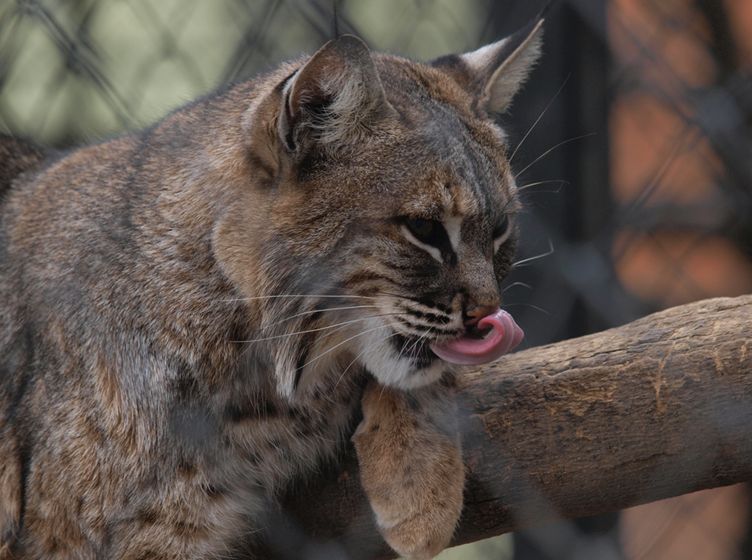  p>短尾猫墨西哥亚种(学名: i>lynx rufus escuinapae /i>)是 a href=