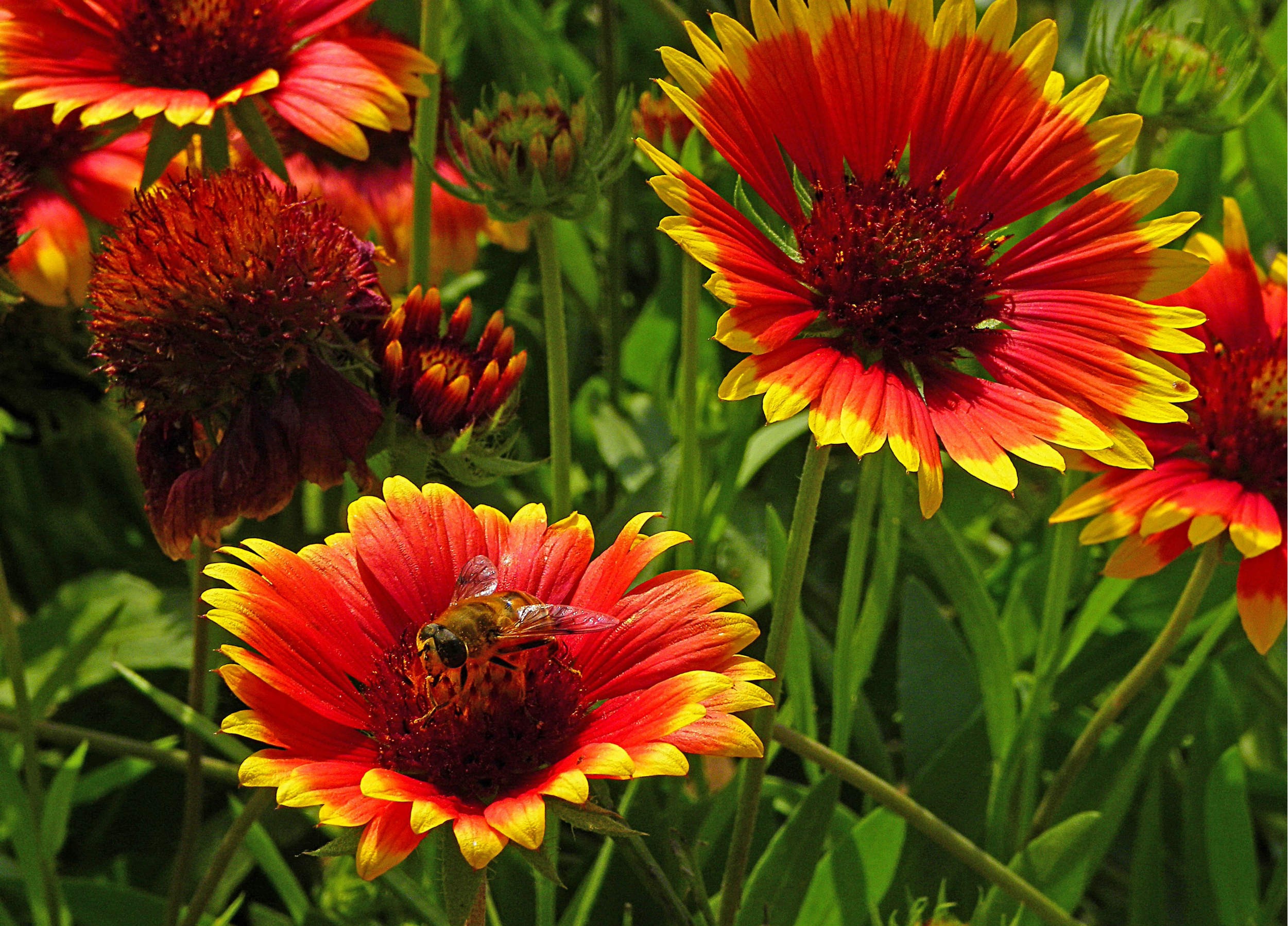  p>天人菊(学名: i>gaillardia pulchella /i> foug.
