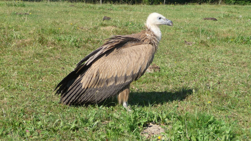  p>兀鹫(学名: i>gyps fulvus /i>):是鹰科,兀鹫属的鸟类.