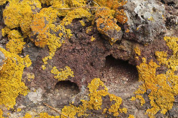  p>地衣是蓝细菌或藻类与真菌共生的复合体.