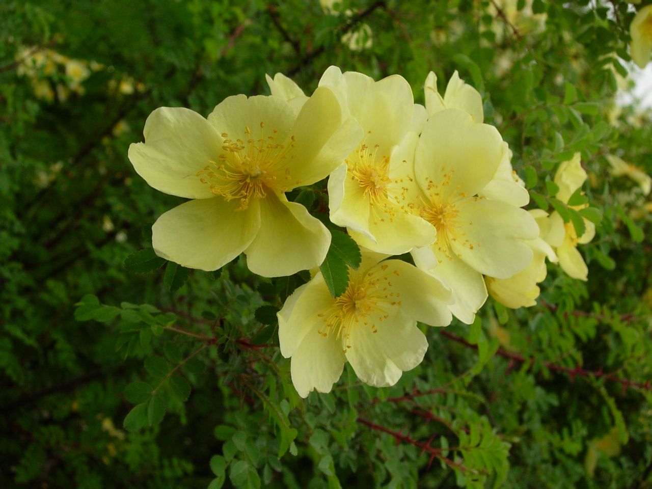  p>黄刺玫,拉丁学名: rosa xanthina lindl,落叶灌木.