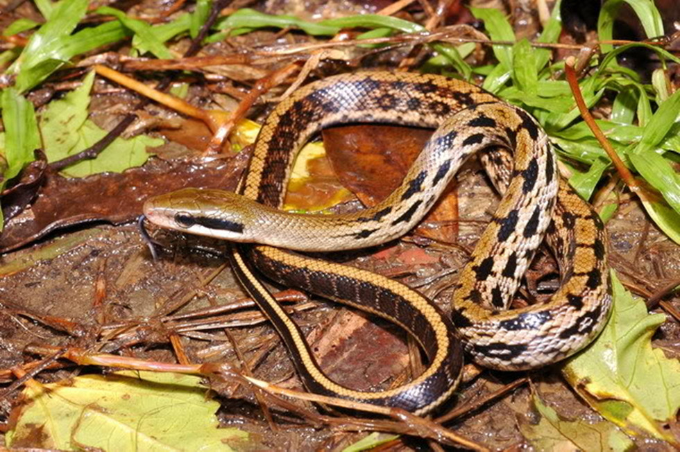 黑眉锦蛇台湾亚种