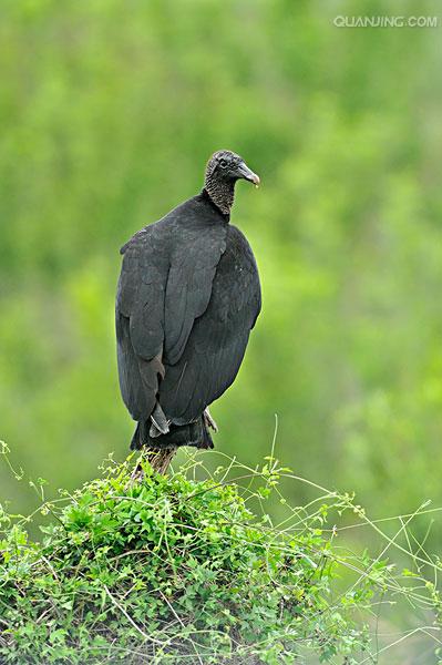  p>黑兀鹫(学名: i>sarcogyps calvus /i>)为 a target="_blank" href