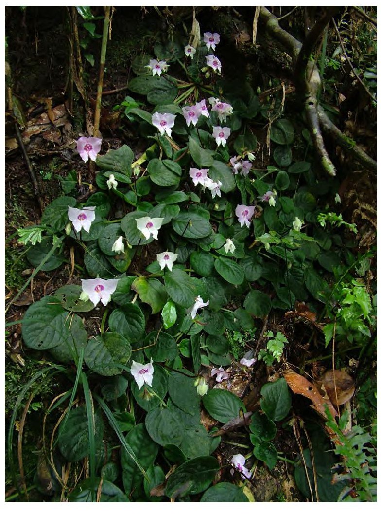  p>瑶山苣苔(学名: i>dayaoshania cotinifolia /i> w. t.