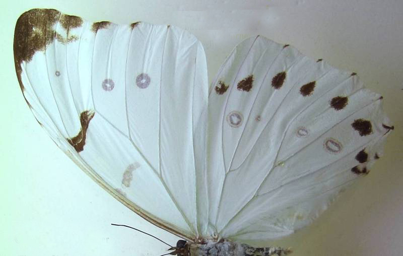  p>大白闪蝶(学名:morpho luna),鳞翅目 a href="#">蛱蝶科 /a>闪蝶属