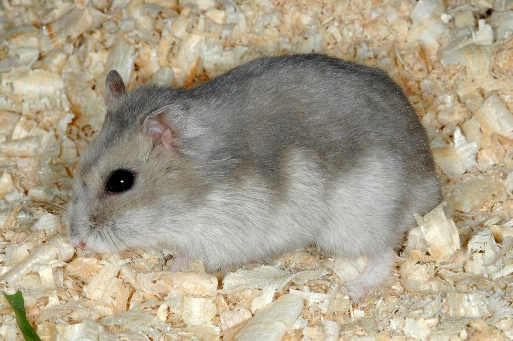 (学名: i>phodopus sungorus /i>)即黑线毛足鼠,仓鼠亚科中的小型种类