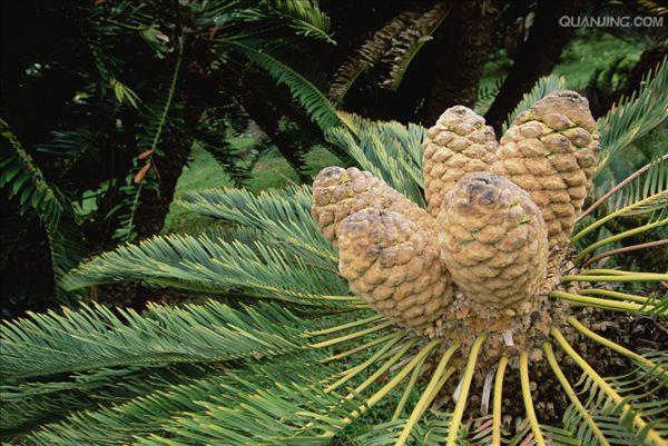 ">裸子植物门 /a> a target="_blank" href="/item/苏铁科/8643051"