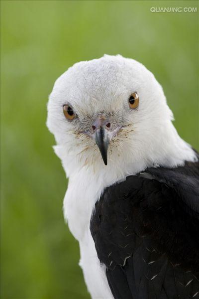  p>燕尾鸢(学名: i>elanoides forficatus /i>)为鹰科的 a href="#"