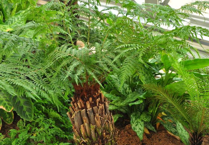 presl)是蚌壳蕨科,蚌壳蕨属蕨类植物,树体高大且健壮,通常高2-12米