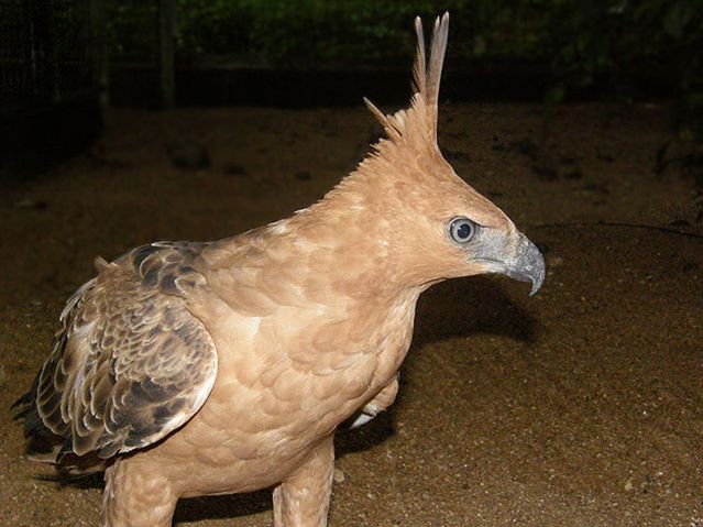  p>爪哇鹰雕(学名:nisaetus bartelsi)是 a href="#" data-lemmaid="