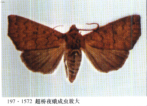  p>昆虫名,属鳞翅目,夜蛾科.