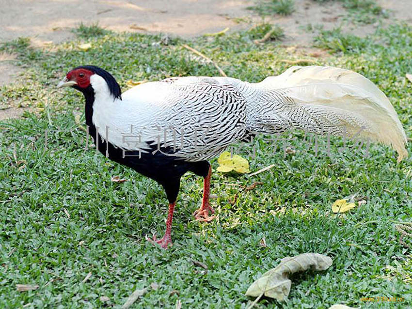  p>白珠鸡全身羽毛纯白色,皮肤颜色较盔顶珠鸡浅全身羽毛纯白色,皮肤