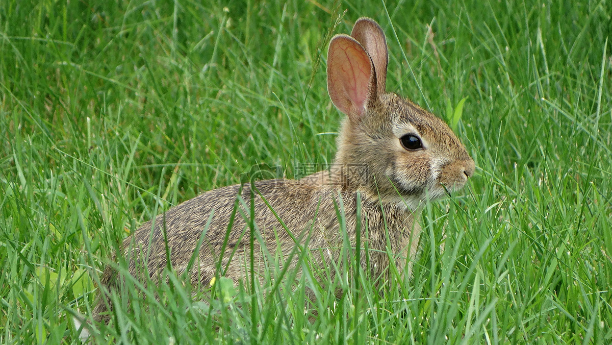  p>薮兔,拉丁学名 i>lepus saxatilis, /i>是一