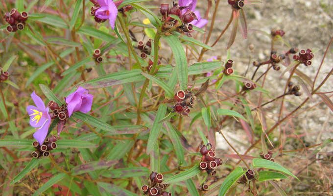  p> b>金锦香属 /b>(学名: i>osbeckia /i>)是野牡丹科下的一个属,为