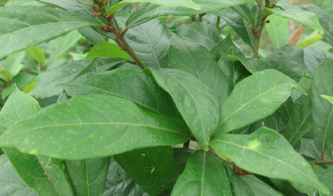  p>纸叶榕(学名:ficus chartacea)为桑科榕属的植物.