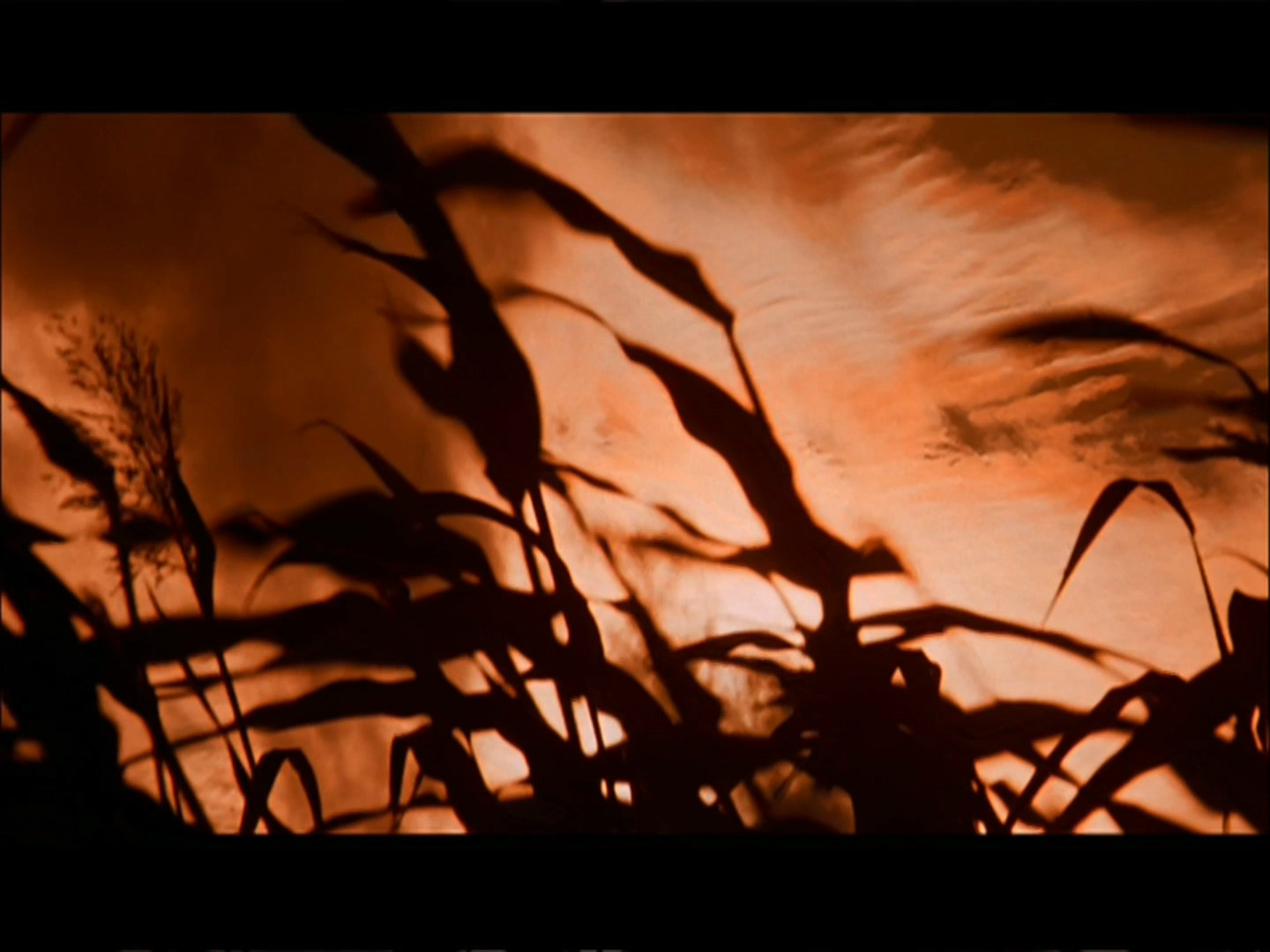  p>《红高粱》是由西安电影制片厂出品的战争文艺片,由 a target="