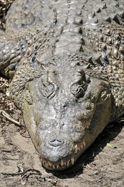  p>尼罗鳄(学名: i>crocodylus niloticus /i>),是非洲最大的鳄鱼和最