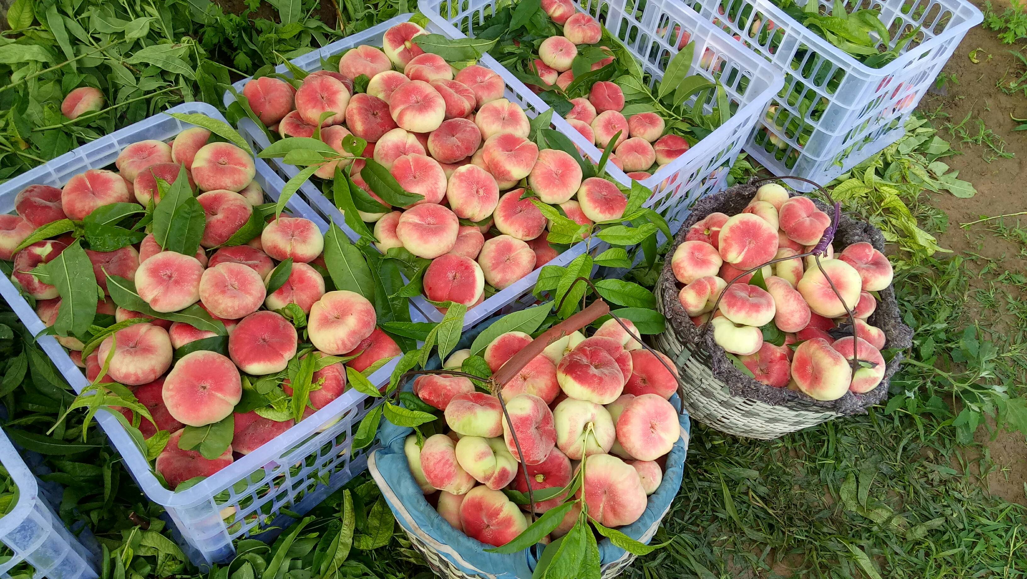 新疆 a target="_blank" href="/item/阜康市">阜康市 /a>特产,全国农