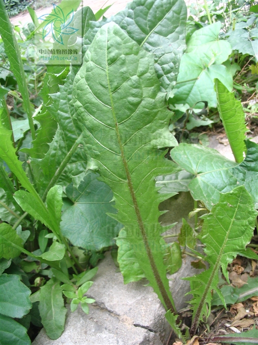  p>芥叶蒲公英为 a href="#">菊科 /a> a href="#">蒲公英属 /a>的