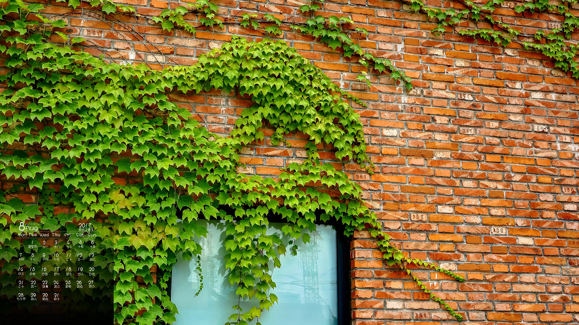 tricuspidata /i> )又名地锦 ,飞天蜈 蚣 ,假葡萄藤 ,红丝草,爬山虎等