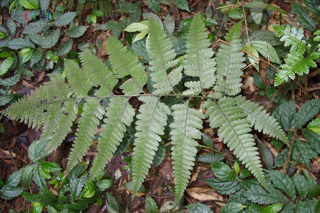  p>植株高1米,根状茎长而横走,粗5毫米,密被灰棕色长针状毛.