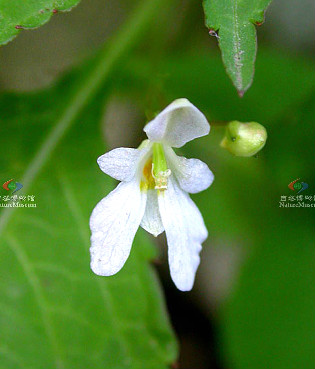  p>短距凤仙花(学名: i>impatiens brachycentra /i> kar. et kir.