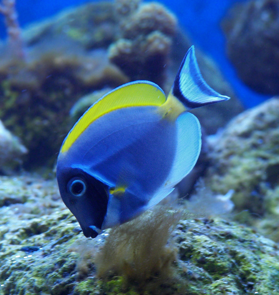 形体椭圆, a href="#" data-lemmaid="7398723">尾鳍 /a>叉形