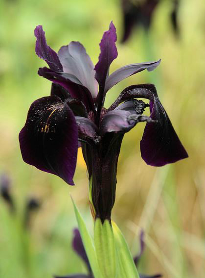  p>金脉鸢尾(学名: i>iris /i>  i>chrysographes /i>  dykes): a