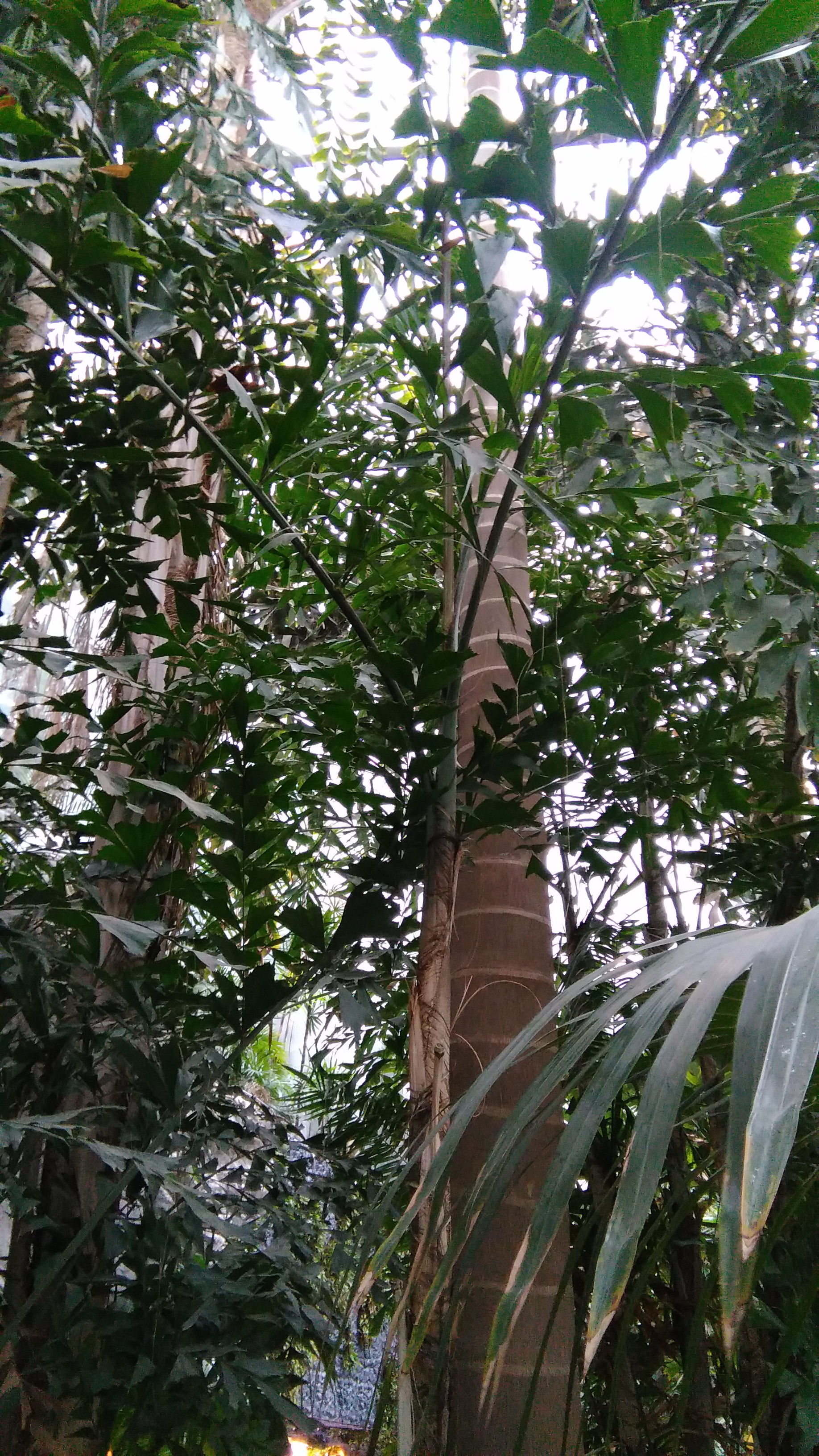 金光竹节椰(鱼尾椰子)