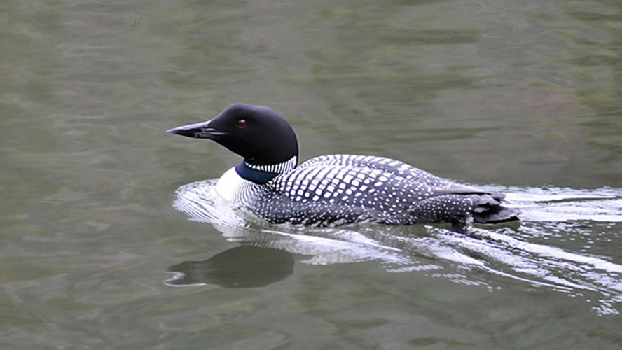  p>普通潜鸟(学名: i>gavia immer /i>):是鸟纲,潜鸟科的 a href="#"