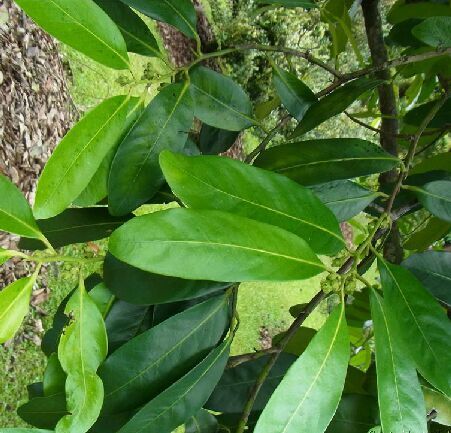 diospyros nitida merr.