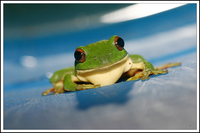 p>大头蛙(学名:rana kuhlii)为蛙科蛙属的两栖动物.